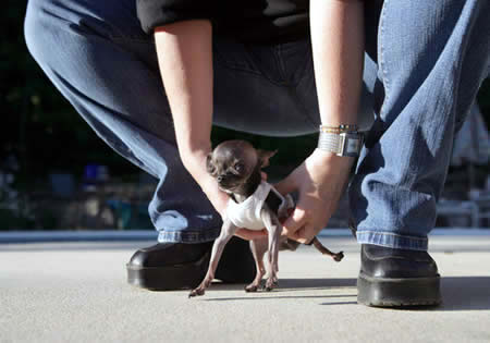 World’s Smallest Dog: 12.4 cm (4.9-inch) tall - Chihuahua  